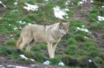 /album/fotogallerij/a1-wolf-12-jpg/